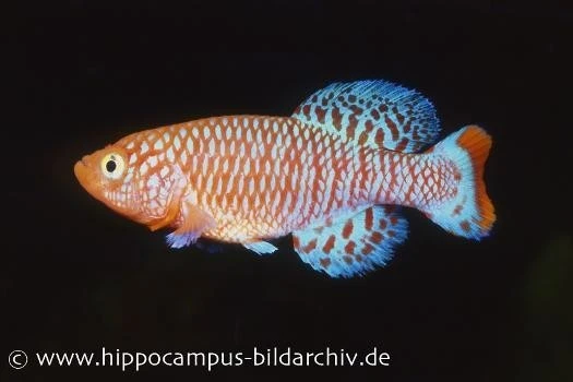 Killifisch Torfansatz Nothobranchius Rachovii, 30 Eier 1 Killifisch Torfansatz Nothobranchius Rachovii, 30 Eier