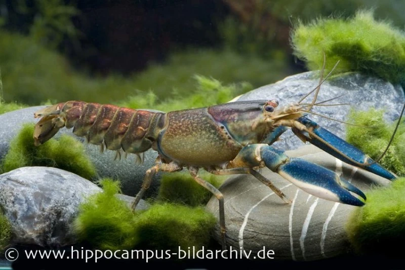 Blau-Rosa Krebs, Cherax Pulcher 1 Blau-Rosa Krebs, Cherax Pulcher