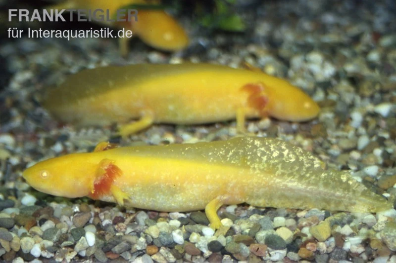 Axolotl Goldfarben, Ambystoma Mexicanum 1 Axolotl Goldfarben, Ambystoma Mexicanum