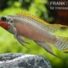 Smaragdprachtbarsch, Pelvicachromis Taeniatus Nigeria Red, 4-5 Cm