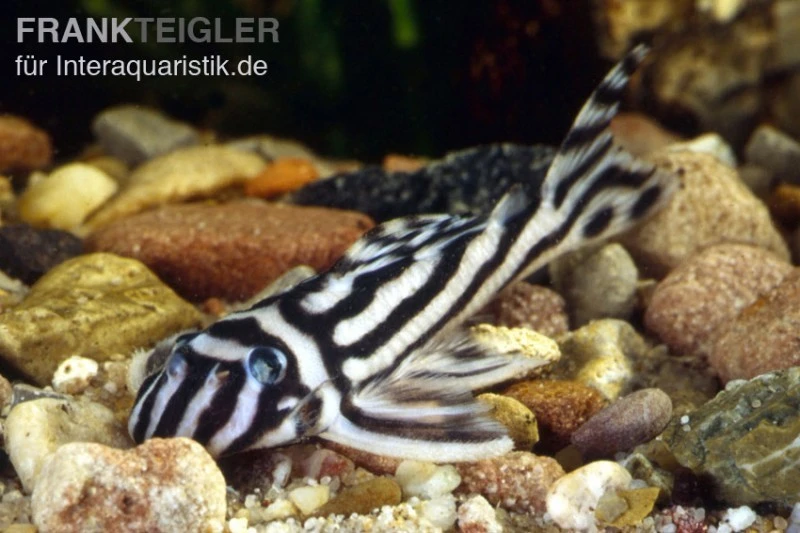 Zebra-Harnischwels, Hypancistrus Zebra L046 1 Zebra-Harnischwels, Hypancistrus Zebra L046