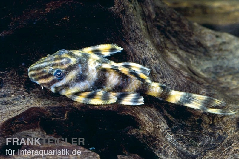 Zwergschilderwels, Peckoltia Vermiculata L002 1 Zwergschilderwels, Peckoltia Vermiculata L002