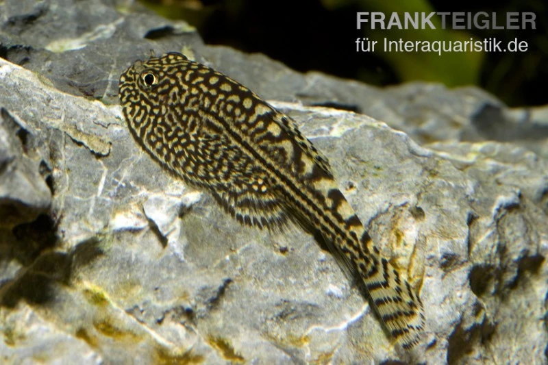 Pracht-Flossensauger, Sewellia Lineolata 1 Pracht-Flossensauger, Sewellia Lineolata