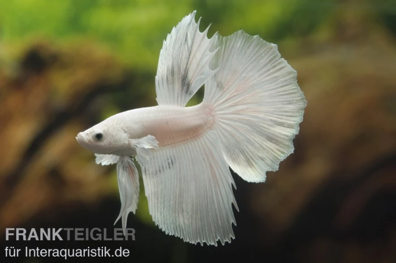 Halfmoon Kampffisch Weiß, Männchen, Betta Splendens 1 Halfmoon Kampffisch Weiß, Männchen, Betta Splendens