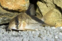 Kopfbinden-Panzerwels, Corydoras Melini