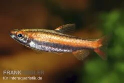 Purpurziersalmler, Nannostomus Mortenthaleri 5 Purpurziersalmler, Nannostomus Mortenthaleri -Wassertierserien Geschäft 80149 Purpurziersalmler Nannostomus mortenthaleri