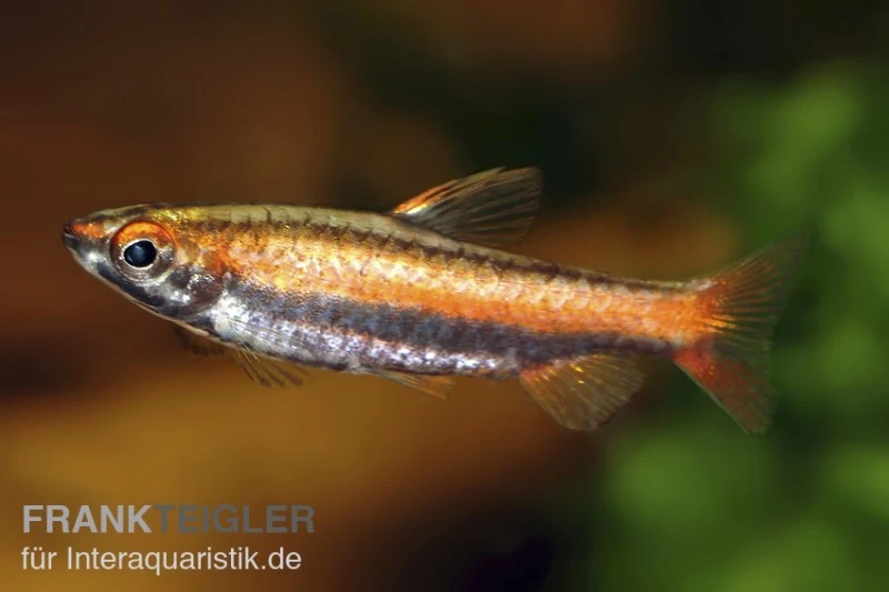 Purpurziersalmler, Nannostomus Mortenthaleri 3 Purpurziersalmler, Nannostomus Mortenthaleri – Bild 3