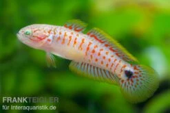 Wassertierserien Geschäft -Wassertierserien Geschäft 80189 Tateurndina ocellicauda 2