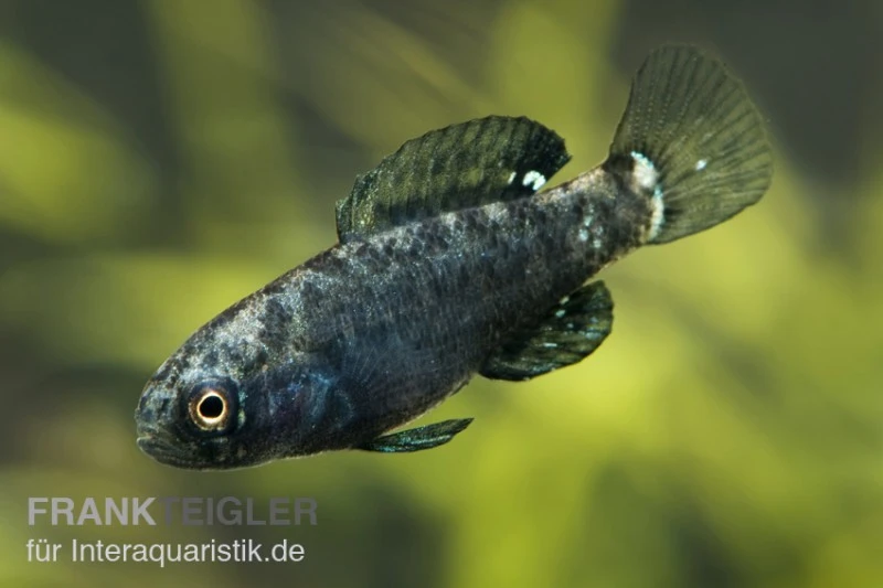 Zwergschwarzbarsch, Elassoma Evergladei 1 Zwergschwarzbarsch, Elassoma Evergladei