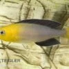 Blauer Heringscichlide, Cyprichromis Leptosoma "Tricolor", DNZ