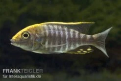 Schwefelkopf-Aulonocara, Aulonocara Maylandi, DNZ