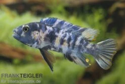 Schabemaul-Buntbarsch, Labeotropheus Trewavasae "OB"