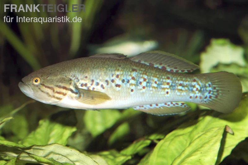 Tüpfelgrundel, Mogurnda Mogurnda 2 Tüpfelgrundel, Mogurnda Mogurnda – Bild 2