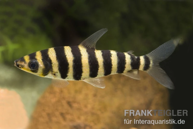 Grüner Leporinus, Leporinus Fasciatus 1 Grüner Leporinus, Leporinus Fasciatus