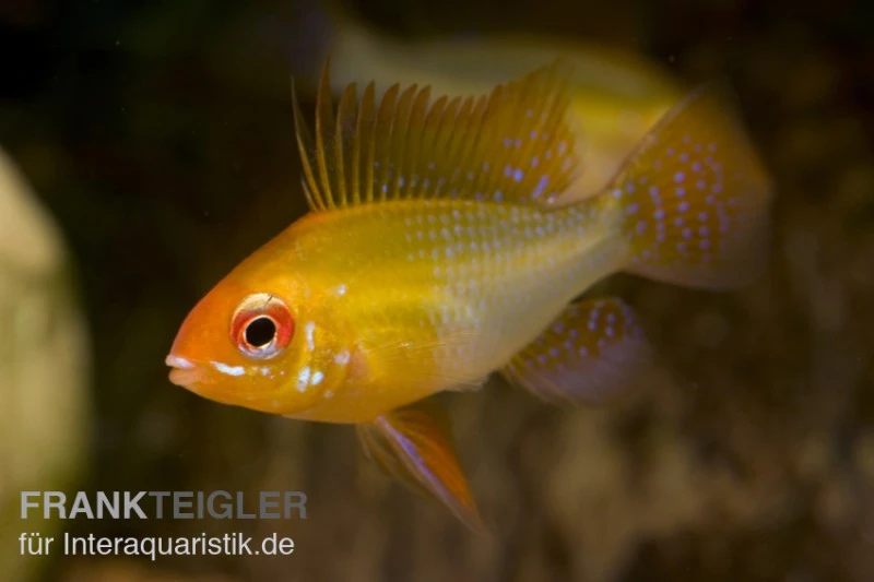 Schmetterlingsbuntbarsch Gold, Mikrogeophagus Ramirezi, DNZ 1 Schmetterlingsbuntbarsch Gold, Mikrogeophagus Ramirezi, DNZ