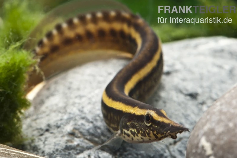 Stachelaal, Macrognathus Lineatomaculatus 2 Stachelaal, Macrognathus Lineatomaculatus – Bild 2