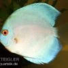 Diskusfisch ASIA-NZ, Symphysodon Discus Blue Diamond