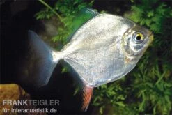 Haken-Scheibensalmler, Myleus Rubripinnis