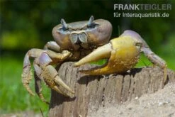 Indonesische Riesenlandkrabbe, Cardisoma Carnifex -Wassertierserien Geschäft 82992 Cardisoma carnifex 3