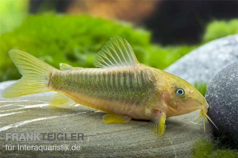 Goldener Panzerwels, Corydoras Melanotaenia 1 Goldener Panzerwels, Corydoras Melanotaenia