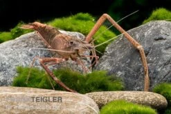 Afrikanische Flußgarnele, Macrobrachium Vollenhovenii 5 Afrikanische Flußgarnele, Macrobrachium Vollenhovenii -Wassertierserien Geschäft Afrikanische Flussgarnele Macrobrachium vollenhov 2