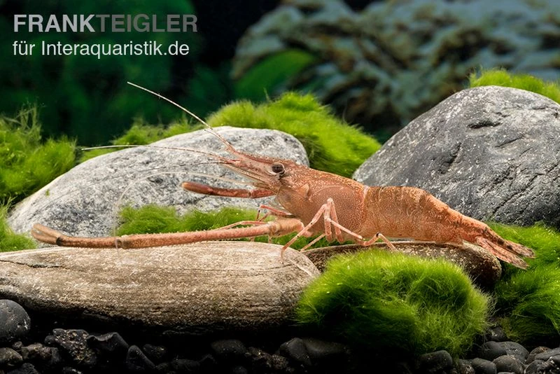 Afrikanische Flußgarnele, Macrobrachium Vollenhovenii 1 Afrikanische Flußgarnele, Macrobrachium Vollenhovenii