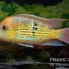 Alto-Sinu-Erdfresser, Geophagus Sp. Alto Sinu