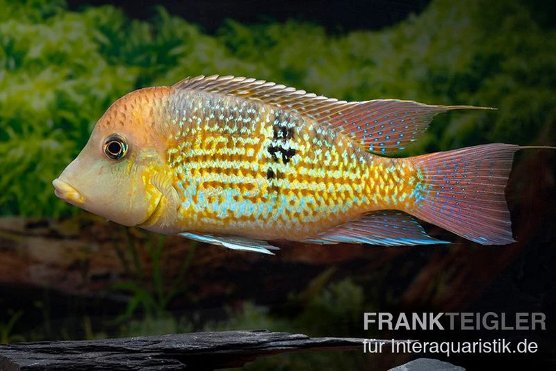 Alto-Sinu-Erdfresser, Geophagus Sp. Alto Sinu 1 Alto-Sinu-Erdfresser, Geophagus Sp. Alto Sinu