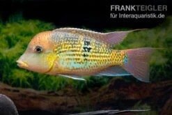 Alto-Sinu-Erdfresser, Geophagus Sp. Alto Sinu 14 Alto-Sinu-Erdfresser, Geophagus Sp. Alto Sinu -Wassertierserien Geschäft Alto Sinu Erdfresser Geophagus sp Alto Sinu 06