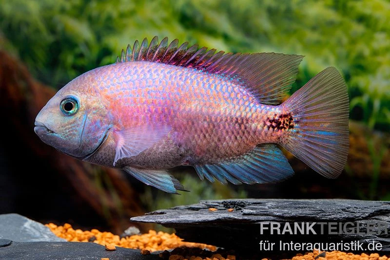 Angostura-Buntbarsch, Paratheraps Breidohri 1 Angostura-Buntbarsch, Paratheraps Breidohri