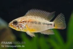 Villavicencio-Buntbarsch, Apistogramma Macmasteri, Paarweise -Wassertierserien Geschäft Apistogramma macmasteri 3