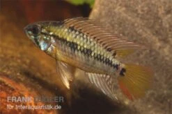 Schwarzkehl-Zwergbuntbarsch, Apistogramma Viejita, Paarweise -Wassertierserien Geschäft Apistogramma viejita Schwarzkehl Zwergbuntbarsch