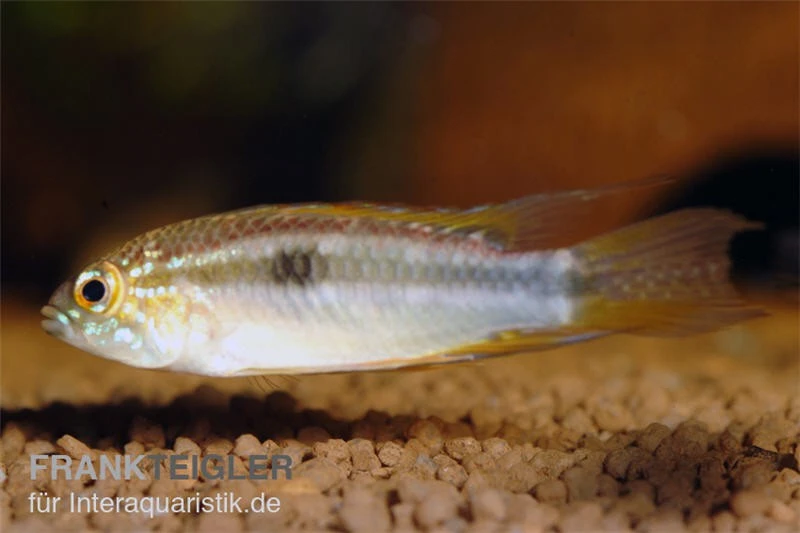 Pucallpa-Zwergbuntbarsch, Apistogrammoides Pucallpaensis 1 Pucallpa-Zwergbuntbarsch, Apistogrammoides Pucallpaensis
