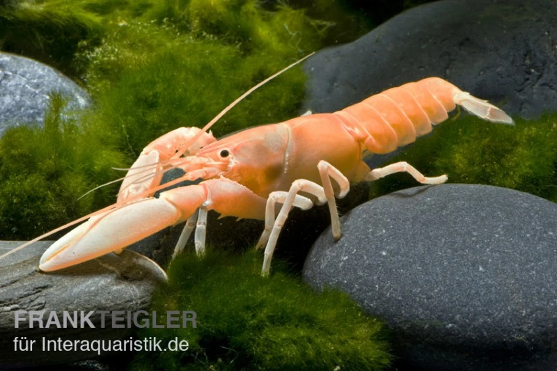 Aprikosenkrebs, Cherax Holthuisi 1 Aprikosenkrebs, Cherax Holthuisi