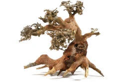 Aquadeco Aqua-Bonsai L, 30-40 Cm