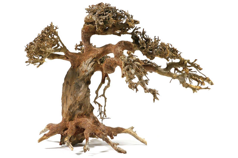 Aquadeco Aqua-Bonsai S, 15-20 Cm 2 Aquadeco Aqua-Bonsai S, 15-20 Cm – Bild 2