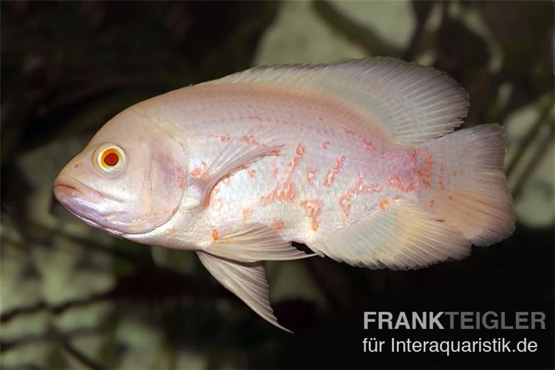 Roter Albino Oscar, Pfauenaugenbuntbarsch, Astronotus Ocellatus, 1 Roter Albino Oscar, Pfauenaugenbuntbarsch, Astronotus Ocellatus,