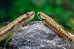 Atratus-Grundel, Stiphodon Atratus, 1 Paar 8 Atratus-Grundel, Stiphodon Atratus, 1 Paar -Wassertierserien Geschäft Atratus Grundel Stiphodon atratus 2