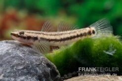 Atratus-Grundel, Stiphodon Atratus, 1 Paar 9 Atratus-Grundel, Stiphodon Atratus, 1 Paar -Wassertierserien Geschäft Atratus Grundel Stiphodon atratus 3