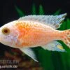 Fsh Aulonocara Spec. Perlmutt-Firefish (Hybride), DNZ