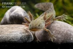 Axolotl Naturfarben, Ambystoma Mexicanum -Wassertierserien Geschäft Axolotl Wildling 2