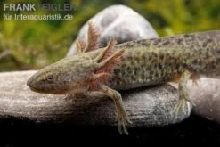 Axolotl Naturfarben, Ambystoma Mexicanum -Wassertierserien Geschäft Axolotl Wildling 3