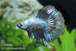 Halfmoon Kampffisch Multi Color NZ, Männchen, Betta Splendens -Wassertierserien Geschäft Betta splendens Half Moon Multicolor 3