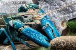 Blauer Papua-Flusskrebs, Cherax Communis -Wassertierserien Geschäft Blauer Papua Flusskrebs Cherax communis adult 3