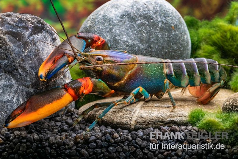 Blauer Rotscheren-Tigerkrebs, Cherax Alyciae "Blue Kong Red Claw" 1 Blauer Rotscheren-Tigerkrebs, Cherax Alyciae "Blue Kong Red Claw"