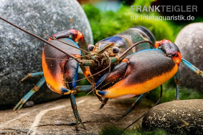Blauer Rotscheren-Tigerkrebs, Cherax Alyciae "Blue Kong Red Claw" 2 Blauer Rotscheren-Tigerkrebs, Cherax Alyciae "Blue Kong Red Claw" – Bild 2