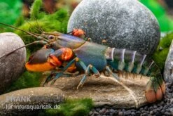 Blauer Rotscheren-Tigerkrebs, Cherax Alyciae "Blue Kong Red Claw" 5 Blauer Rotscheren-Tigerkrebs, Cherax Alyciae "Blue Kong Red Claw" -Wassertierserien Geschäft Blauer Rotscheren Tigerkrebs Cherax alyciae Blue Kong Red Claw 3