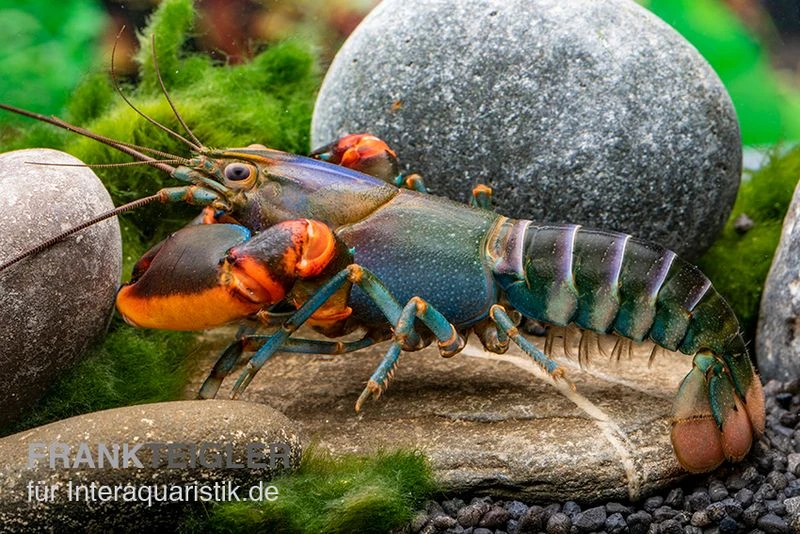 Blauer Rotscheren-Tigerkrebs, Cherax Alyciae "Blue Kong Red Claw" 3 Blauer Rotscheren-Tigerkrebs, Cherax Alyciae "Blue Kong Red Claw" – Bild 3