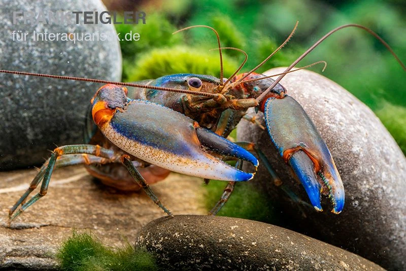 Blauer Tigerkrebs, Cherax Alyciae „Blue Kong“ 2 Blauer Tigerkrebs, Cherax Alyciae „Blue Kong“ – Bild 2