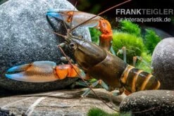 "Blue Claw" Tigerkrebs, Cherax Peknyi Var. "Blue Claw" -Wassertierserien Geschäft Blue Claw Tigerkrebs Cherax peknyi var Blue Claw 3